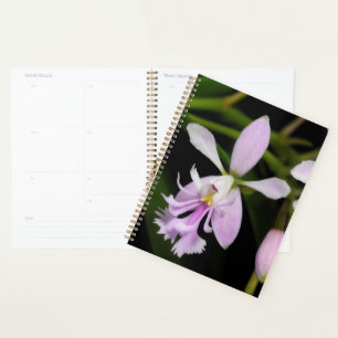 Epidendrum caligarium planer