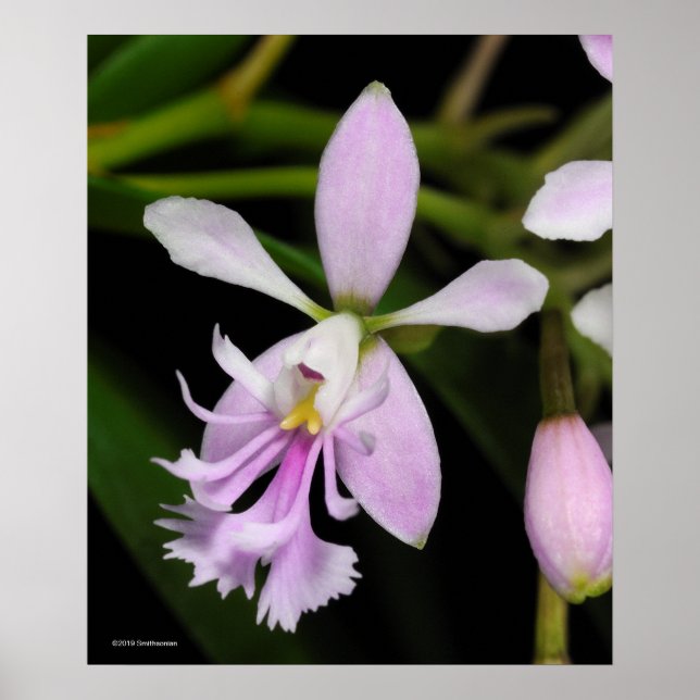 Epidendrum caligarium poster (Vorne)