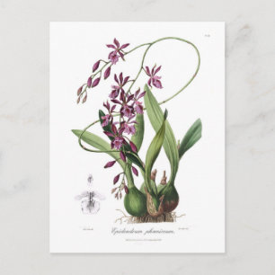 Epidendrum phoeniceum postkarte