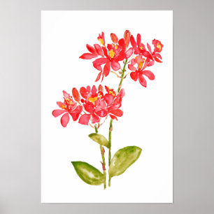 Epidendrum radicans orange gemahlene Orchideenwass Poster