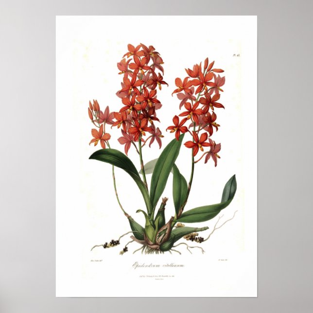 Epidendrum Vitellinum Poster (Vorne)