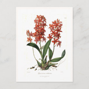 Epidendrum vitellinum postkarte