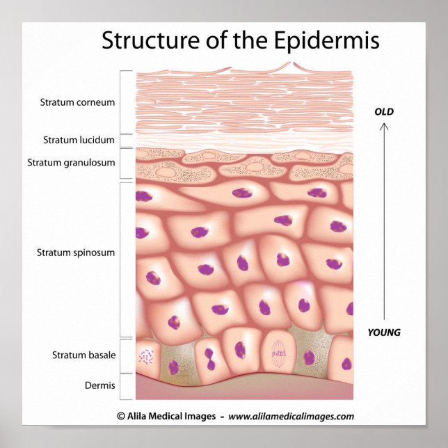 Epidermis der Haut Poster (Vorne)