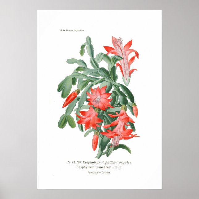 Epiphyllum truncatum poster (Vorne)