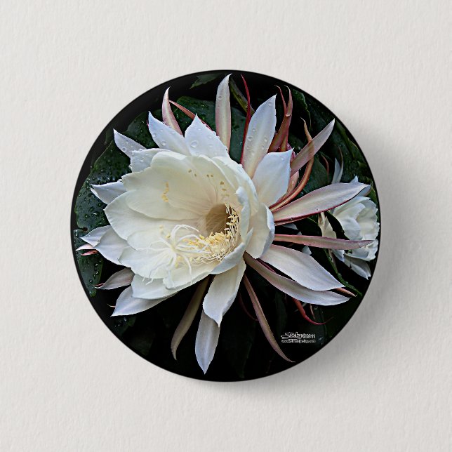 Epiphyte Cactus Blume Button (Vorderseite)
