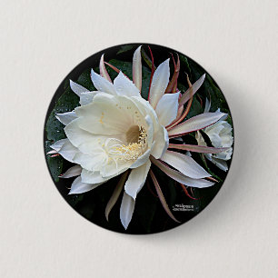 Epiphyten-Kaktus-Blüte Button