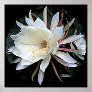 Epiphyten-Kaktus-Blüte Poster