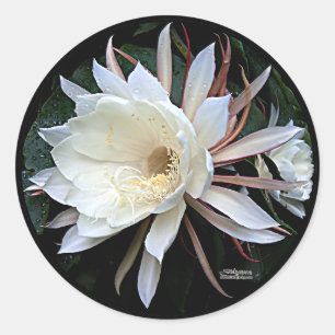 Epiphyten-Kaktus-Blüte Runder Aufkleber