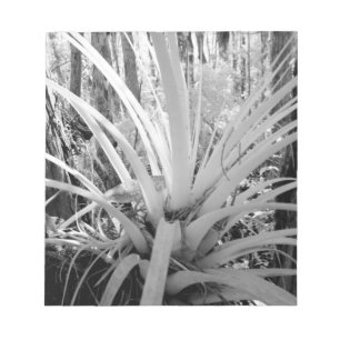 Epiphytische Bodentruppen sind häufig in Florida, Notizblock