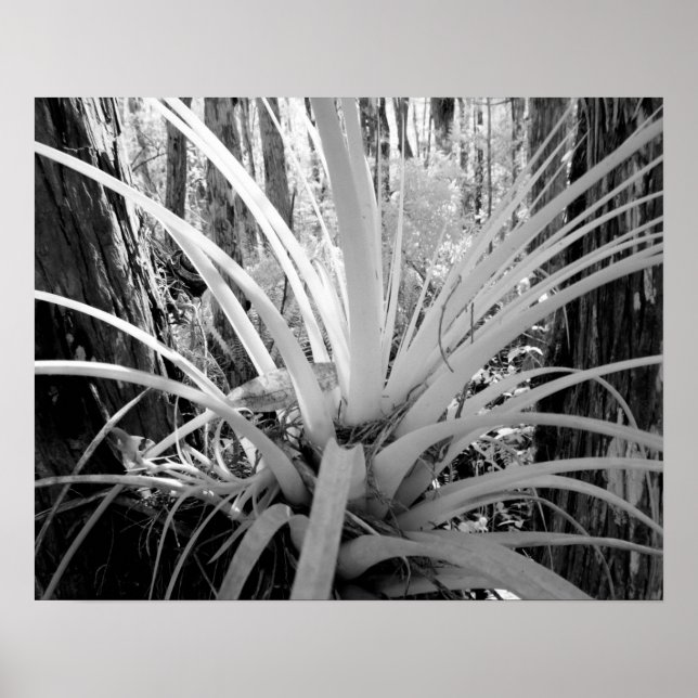 Epiphytische Bodentruppen sind häufig in Florida, Poster (Vorne)