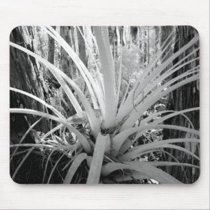 Epiphytische Tillandsien sind häufig in Florida, Mousepad