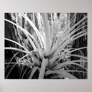 Epiphytische Tillandsien sind häufig in Florida, Poster