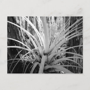 Epiphytische Tillandsien sind häufig in Florida, Postkarte