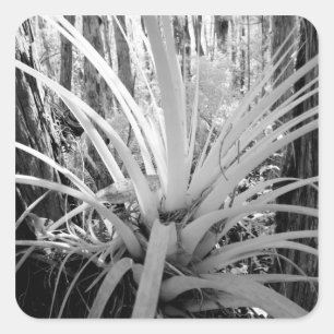 Epiphytische Tillandsien sind häufig in Florida, Quadratischer Aufkleber