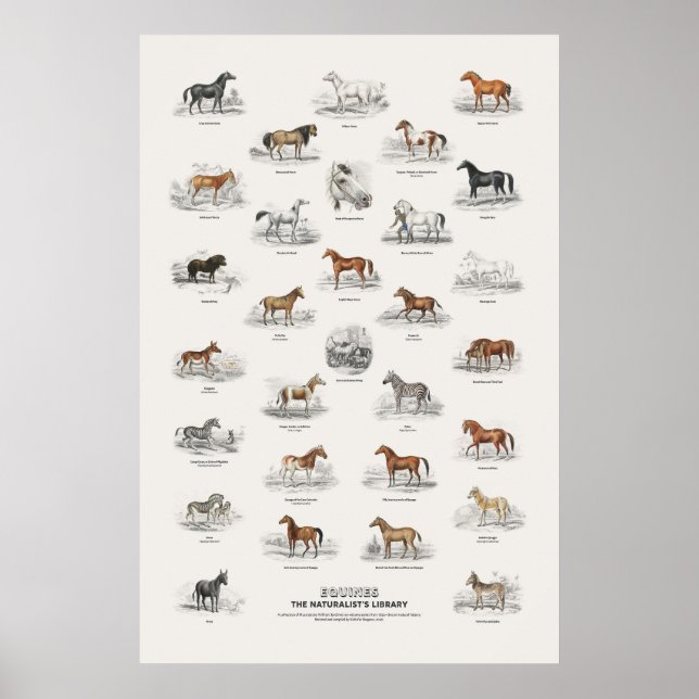 Equiden - Naturalist's Library Poster (Vorne)