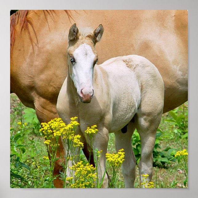 Equine Art Poster Print (Vorne)