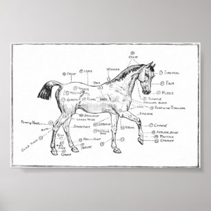 "Equine Body Parts" Poster