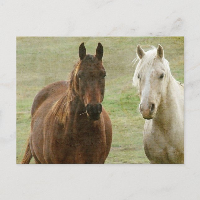 Equine Buddies Postkarte (Vorderseite)