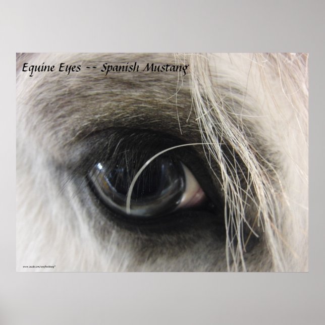Equine Eyes — Spanischer Mustang Poster (Vorne)