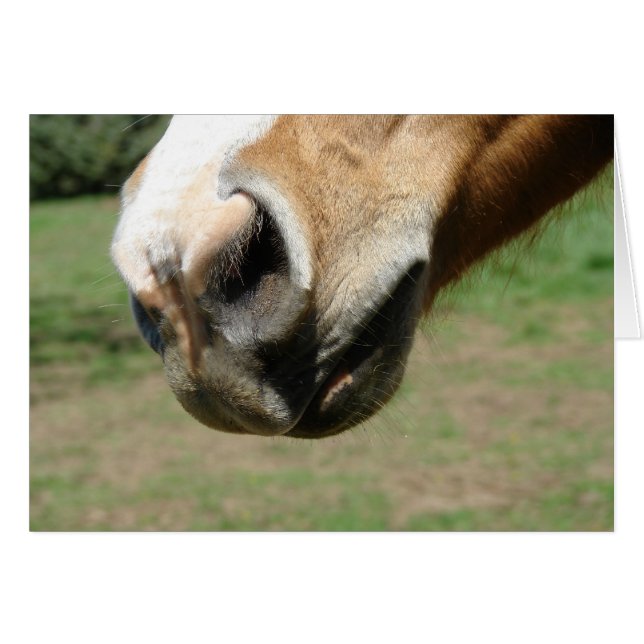 Equine Nose (Vorderseite (Horizontal))
