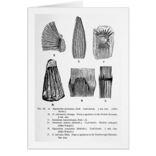 Equisetites spatulatus Kunstpostkarte