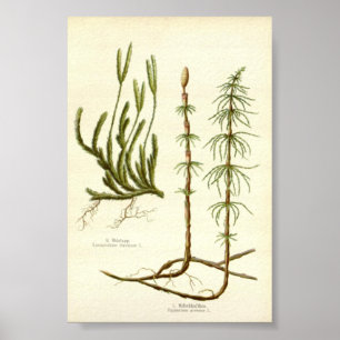  Equisetum arvense &  Lycopodium clavatum Poster