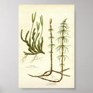  Equisetum arvense &  Lycopodium clavatum Poster