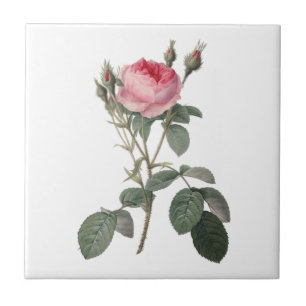 Erblassen Sie - das rosa Vintage Rosenmalen Fliese
