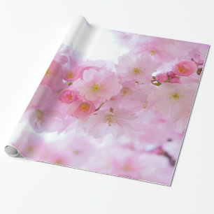Erblassen Sie - rosa Kirschblüten Geschenkpapier