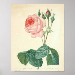 Erblassen Sie - rosa Rose durch Redoute Poster