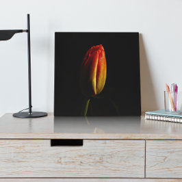 Erblühende Schönheit Ein lebendiges Tulpen Fotodruck