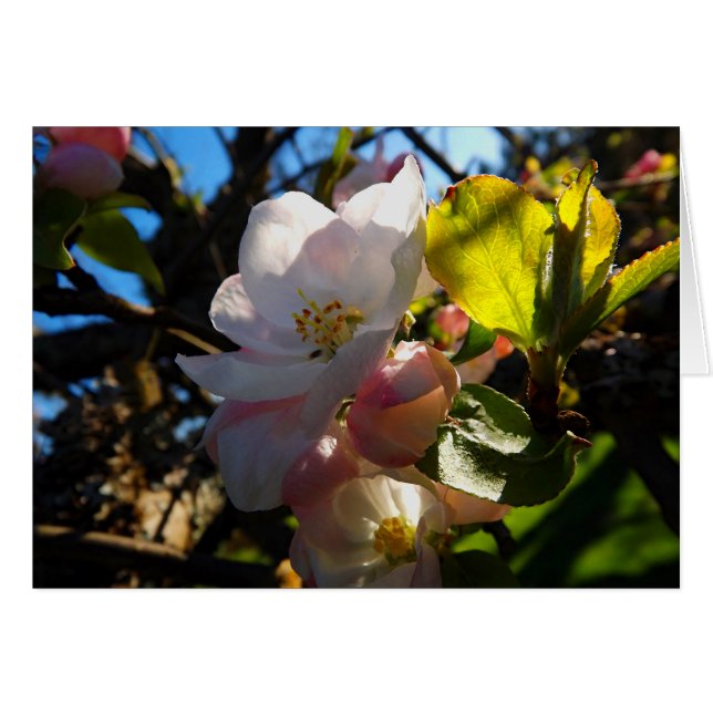 Erbluten (Vorderseite (Horizontal))