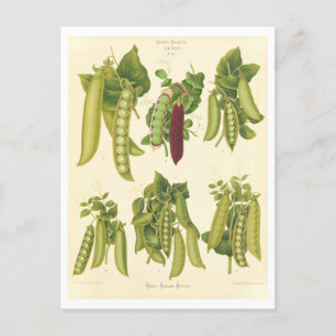 Erbsen Botanische Illustration aus einem Samen Kat Postkarte