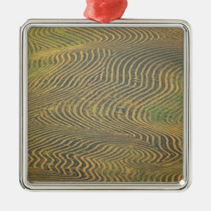 Erbsen von Linsenerbsen, gesäumt und auf die Ernt Silbernes Ornament