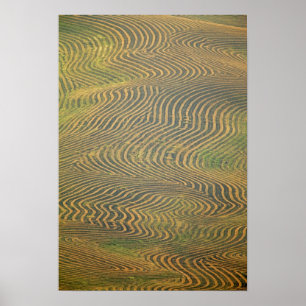 Erbsen von Linsenerbsen, gesäumt und auf die Ernte Poster