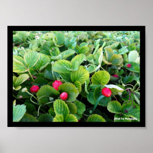 Erdbeer-Patch Poster