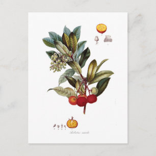 Erdbeerbaum (Arbutus unedo) Postkarte