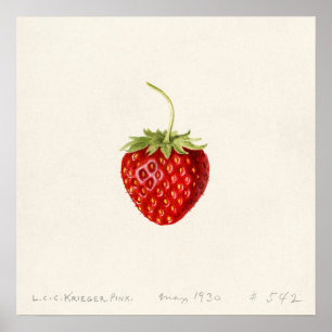 Erdbeere (Fragaria) (1930) von Louis Charles Poster