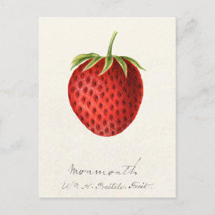 Erdbeere (Fragaria) Frucht Aquarellmalerei Postkarte
