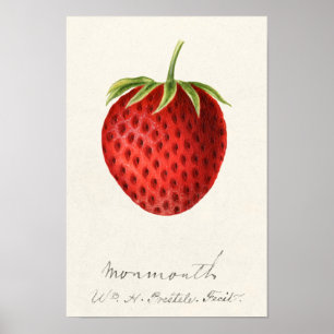 Erdbeere (Fragaria) Fruchtfarbe Poster