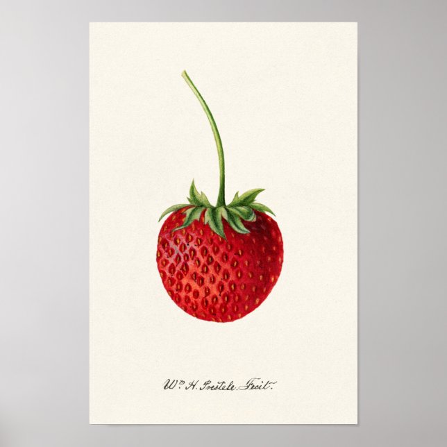 Erdbeere (Fragaria) Fruchtfarbe Poster (Vorne)