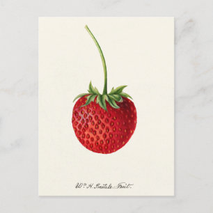 Erdbeere (Fragaria) Fruchtfarbe Postkarte