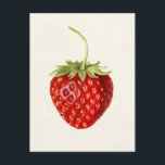 Erdbeere (Fragaria) Fruchtfarbe Postkarte<br><div class="desc">Strawberry (Fragaria) (1930) von Louis Charles Christopher Krieger.</div>