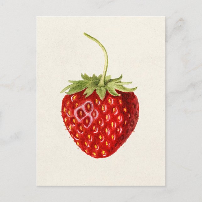 Erdbeere (Fragaria) Fruchtfarbe Postkarte (Vorderseite)