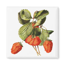 Erdbeere Frucht Vintage botanische Illustration