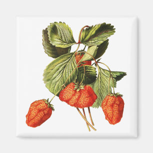 Erdbeere Frucht Vintage botanische Illustration Magnet