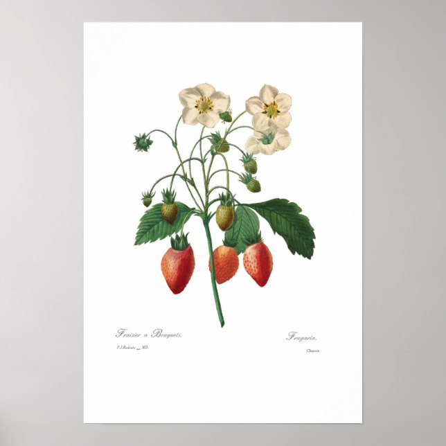 Erdbeere Poster (Vorne)