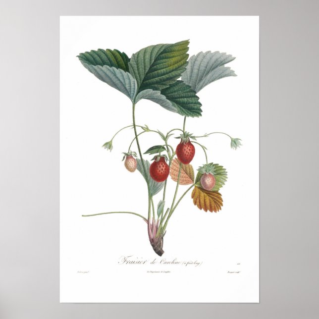 Erdbeere Poster (Vorne)