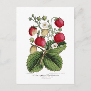 Erdbeere Postkarte