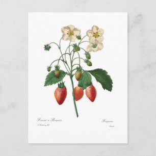 Erdbeere Postkarte